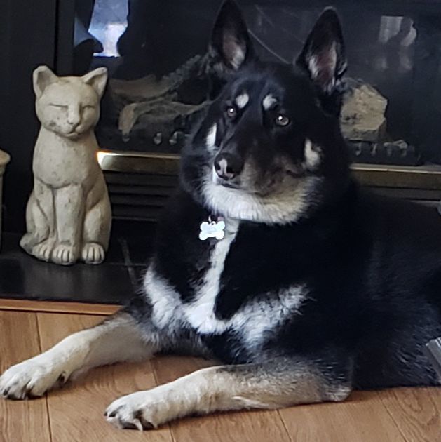 Pic of the Litter: Reyna